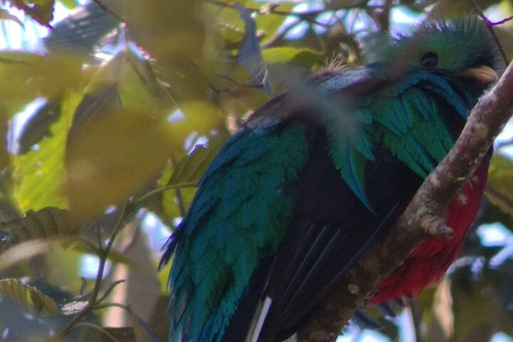 Bird watching in San Gerardo de Dota from San Jose/Alajuela - Photo 1 of 16